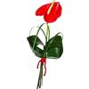 Anthurium rojo