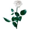 Rosa blanca preservada
