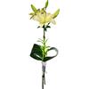 Lilium adornado