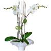 Planta orquidea blanca
