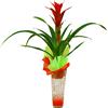 Guzmania decorada con cri