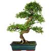 Bonsai Zelkova