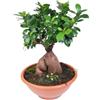 Bonsai ficus